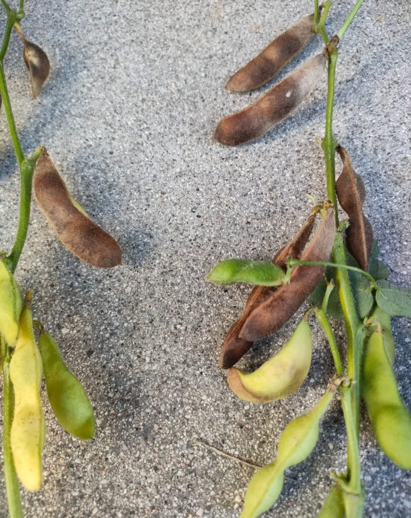 乾燥して茶色くなった枝豆のサヤと未熟なサヤのアップ