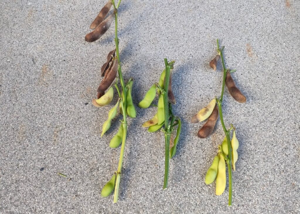 徒長苗から収穫した途中で熟してサヤが茶色くなった枝豆の全体