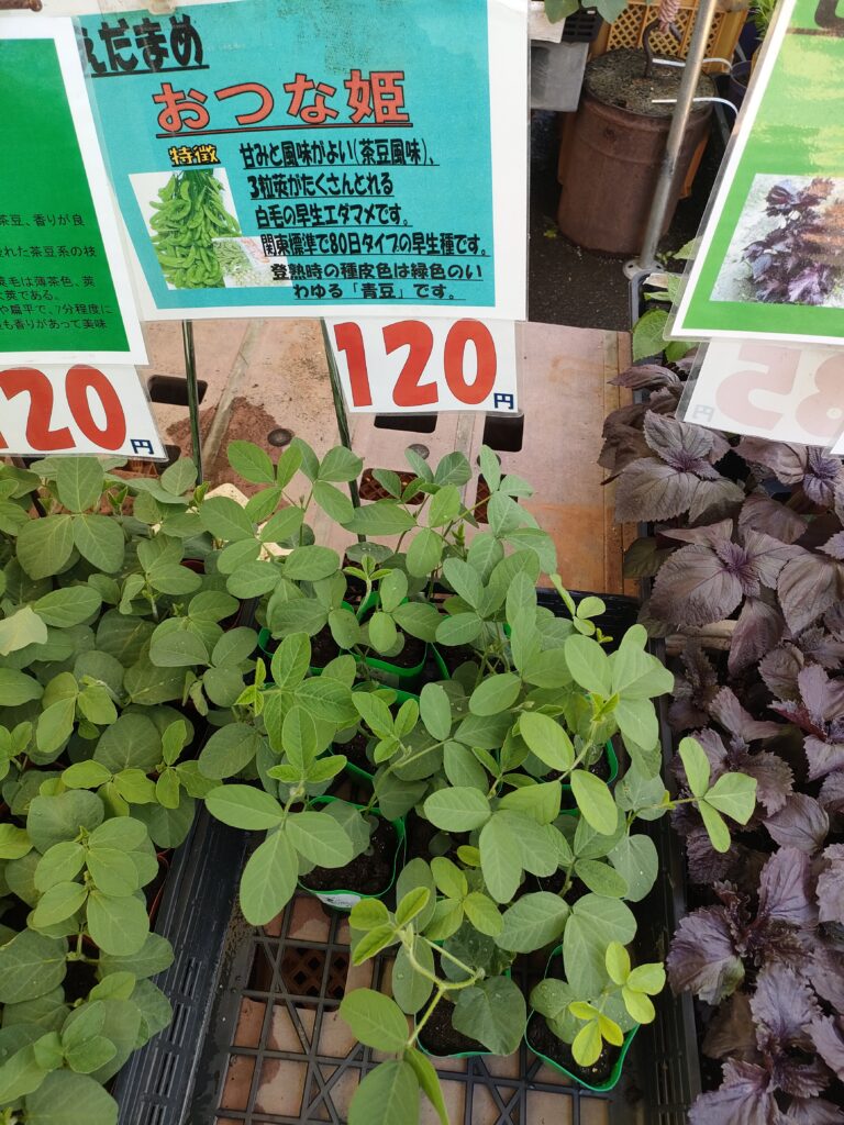 園芸店で購入した枝豆おつな姫の苗とPOP