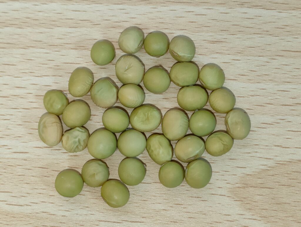 おつな姫の自家採種で乾燥させた緑の種