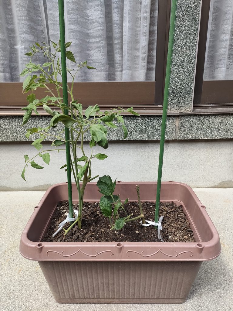 植え付け60日後のミニトマト摘心苗の成長比較（左右）