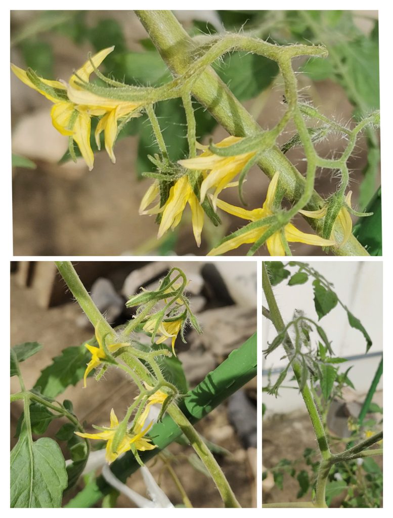 9月中旬に110cmまで育ち花が咲いたミニトマトのアイコ花アップ